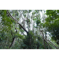 15 mm F1.4, 22.5mm APS-C monture E  Sony