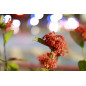 28-70 mm F2.8 IS STM monture RF Canon